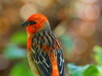 Roter Madagaskarweber - La Digue